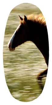 DASOV 340 Gone Riding